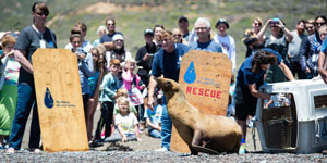 When Corporate Meets Conservation – A Win Win - Parents Canada